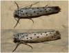 Yponomeuta sp.